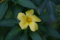 Turnera ulmifolia